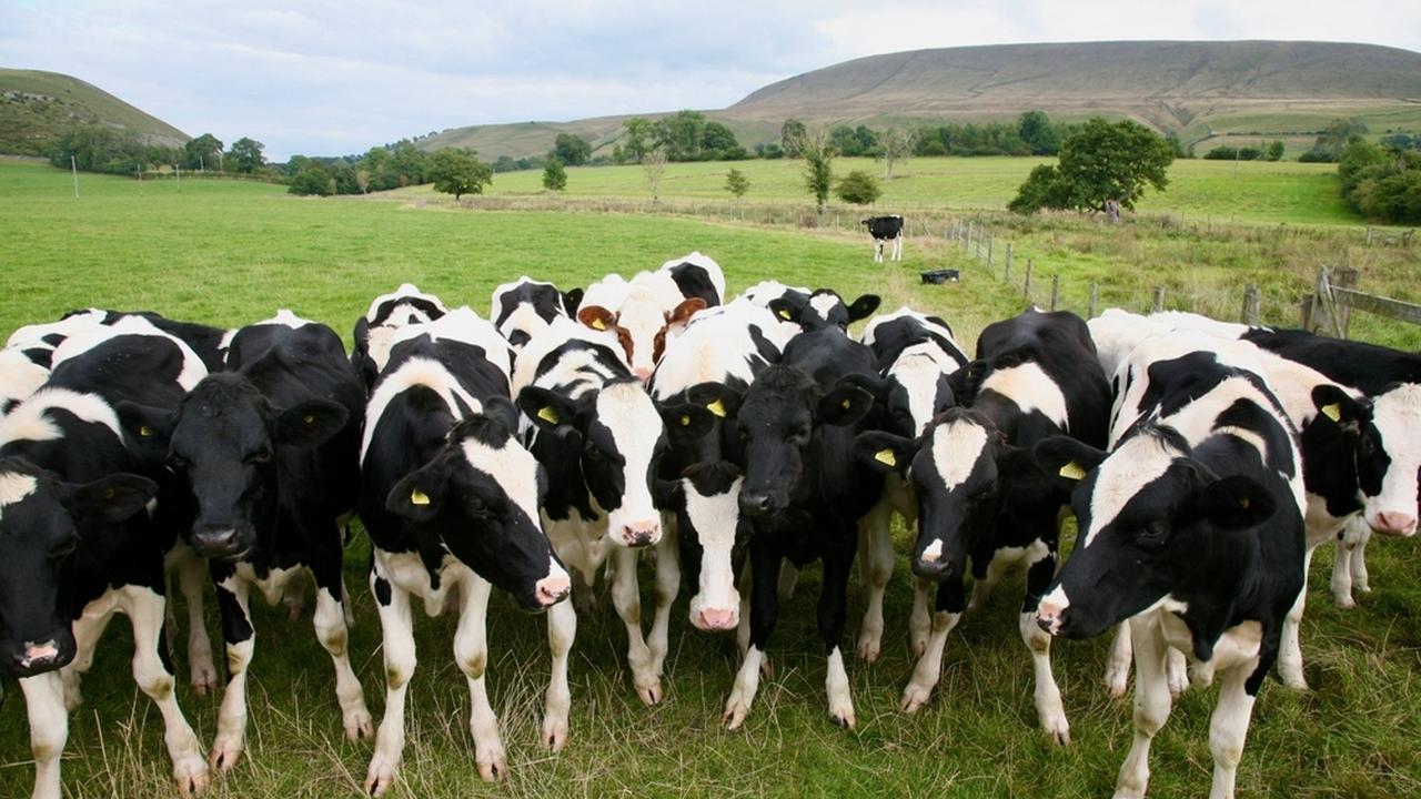 Vacas malhadas em pasto verde